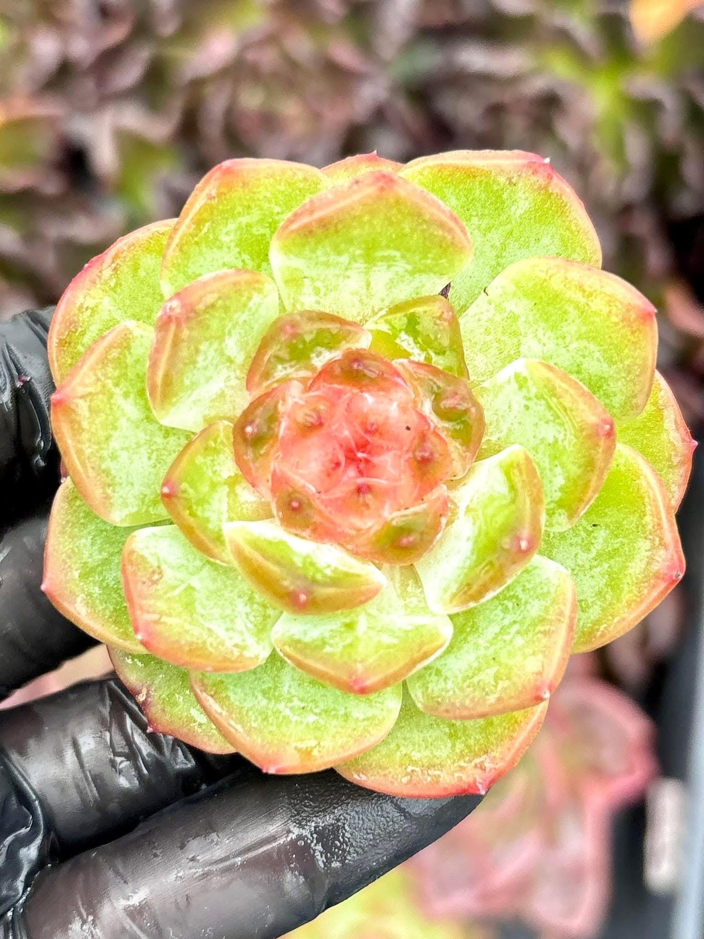 Echeveria Ice Candy Heart | Live Succulent Plant | Korean Succulent | Rare Imported Echeveria | Imported Plants