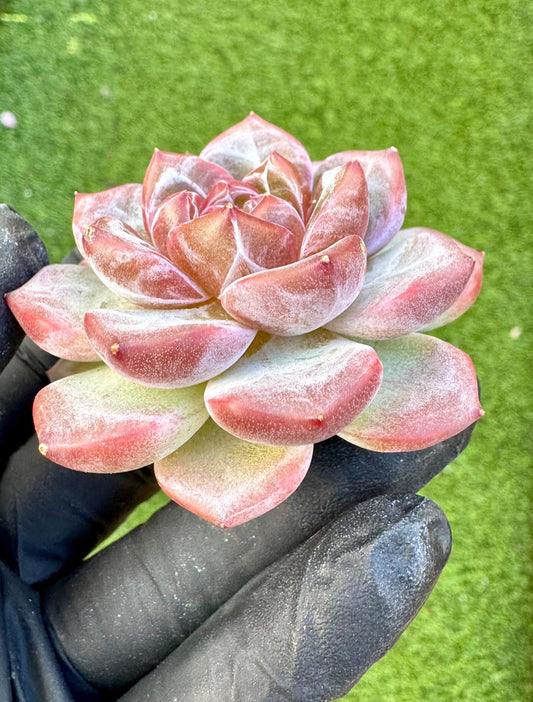Echeveria Rosy Glow | Live Succulent Plant | Korean Succulent | Rare Imported Echeveria | Imported Plants