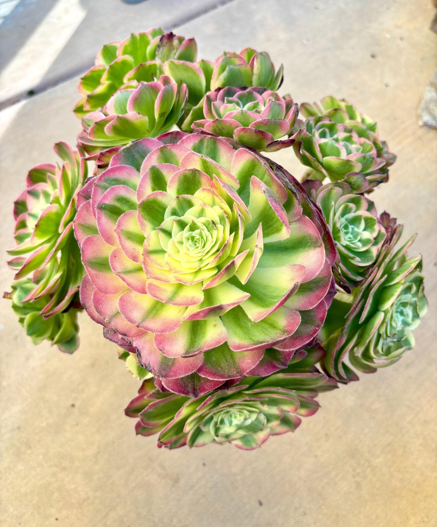 Aeonium Black Monster Variegated | Live Succulent Plant | Rare Imported Aeonium | Imported Plants