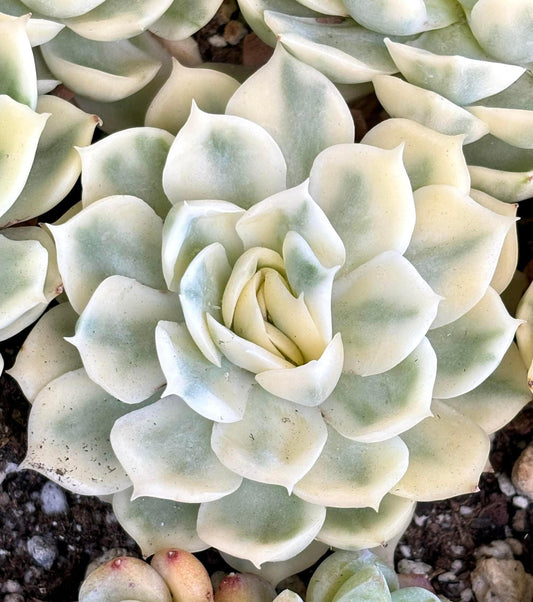 Echeveria Onslow Variegated | Live Succulent Plant | Korean Succulent | Rare Imported Echeveria | Imported Plants