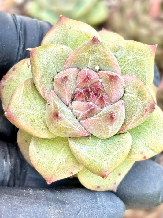 Echeveria Marigold size ~2.25” | Live Succulent Plant | Korean Succulent | Variegated Echeveria | Imported Plants | Echeveria Clusters