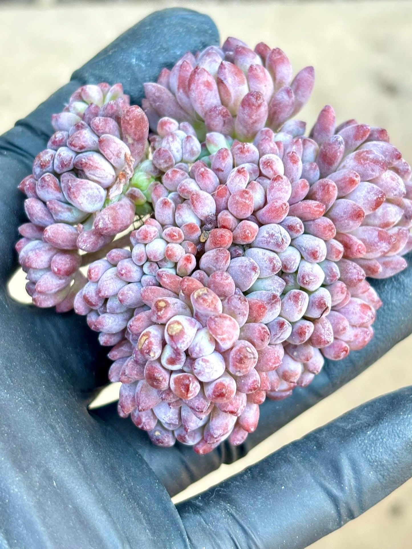 Echeveria Fireworks | Live Succulent Plant | Korean Succulent | Variegated Pachyveria | Imported Plants | Echeveria Clusters