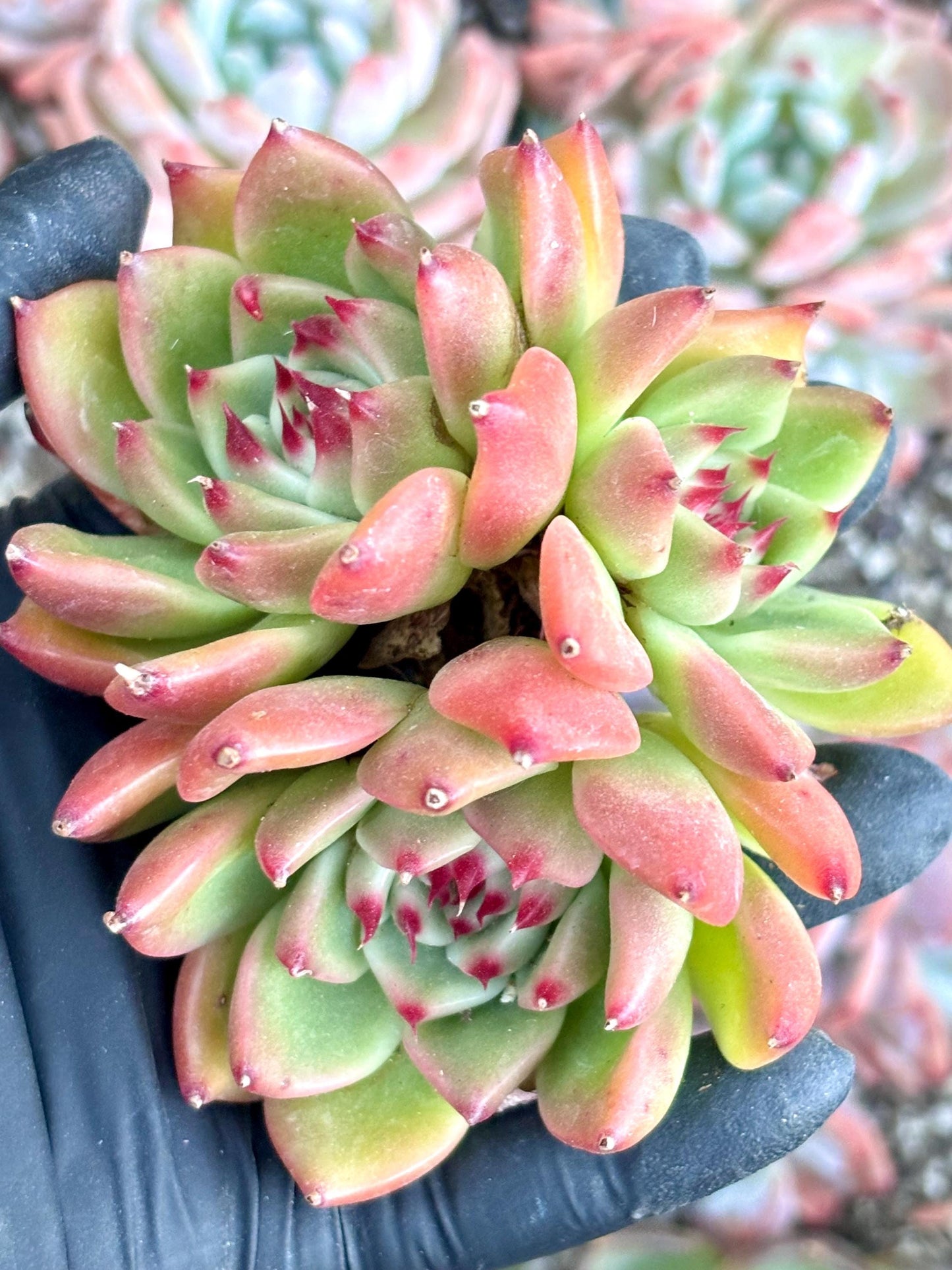Echeveria Garcia | Live Succulent Plant | Echeveria Cluster | Rare Imported Echeveria | Imported Plants