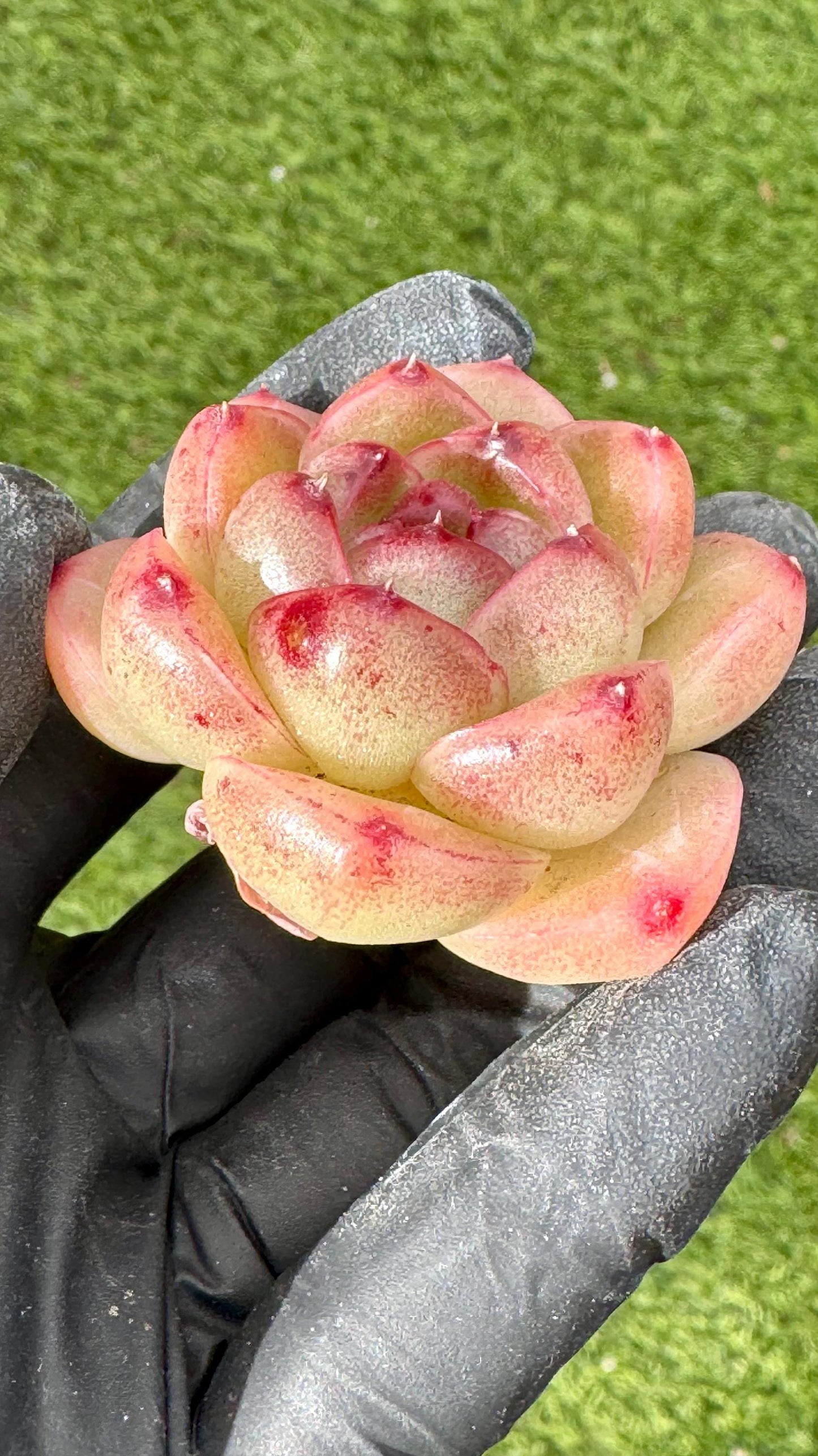 Echeveria Star Whisper | Live Succulent Plant | Korean Succulent | Rare Imported Echeveria | Imported Plants