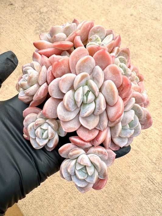 Echeveria Half Moon Bay | Rare Imported Succulent | Collector’s Succulent