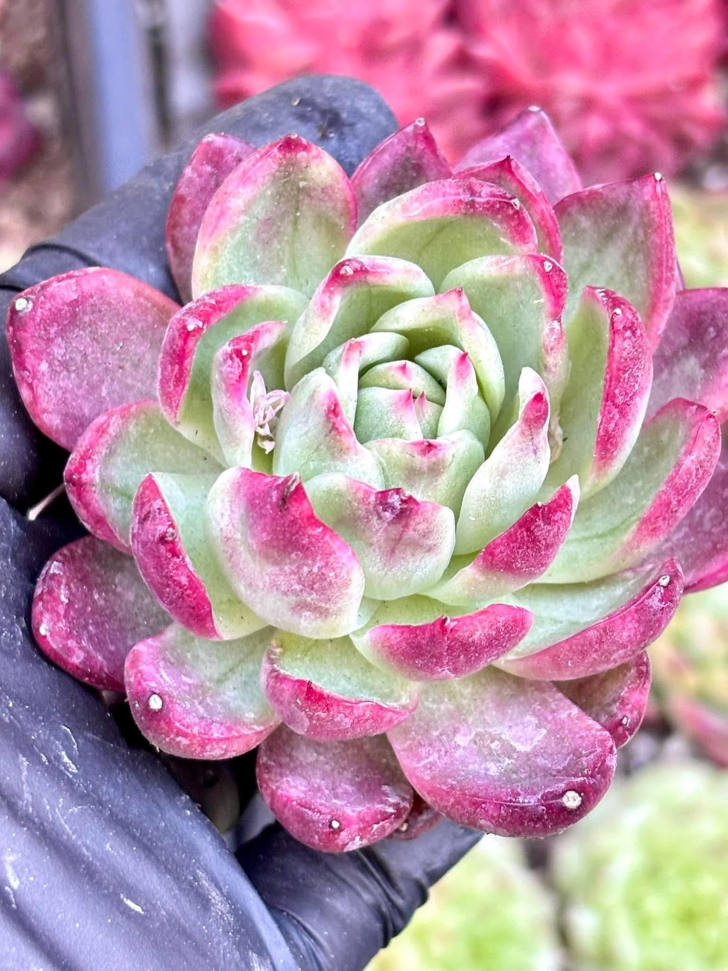 Echeveria Crystal Jenny Variegated | Live Succulent Plant | Korean Succulent | Rare Imported Echeveria | Imported Plants