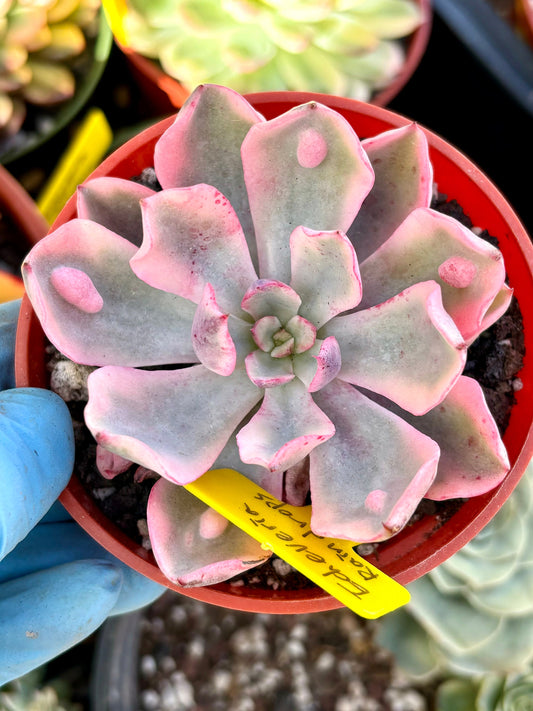 Echeveria Raindrop Variegated | Live Succulent Plant | Rare Imported Echeveria | Imported Plants