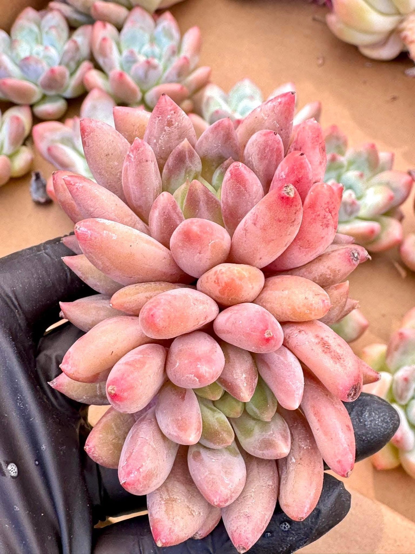 Echeveria Crystal Ball | Live Succulent Plant | Korean Succulent | Rare Imported Echeveria | Imported Plants