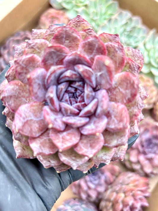 Echeveria Black Diamond | Live Succulent Plant | Korean Succulent | Rare Imported Echeveria | Imported Plants