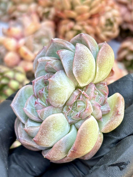 Echeveria Carslan | Live Succulent Plant | Echeveria Cluster | Rare Imported Echeveria | Imported Plants