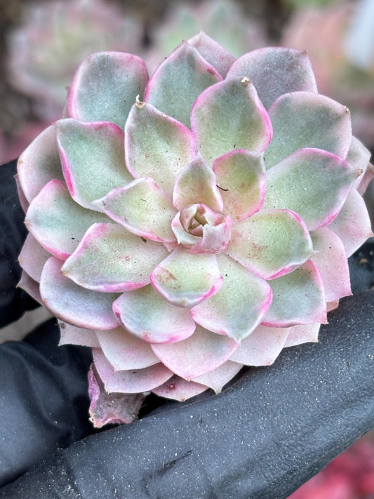 Echeveria Desert Rose Variegated | Live Succulent Plant | Korean Succulent | Rare Imported Echeveria | Imported Plants