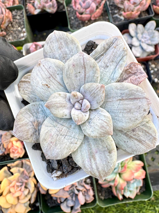 Echeveria Silverbum Variegated | Live Succulent Plant | Korean Succulent | Rare Imported Echeveria | Imported Plants