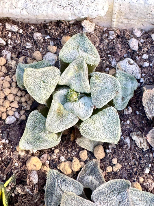 Haworthia White Demon | Live Succulent Plant | Korean Succulent | Rare Imported Haworthia | Imported Plants