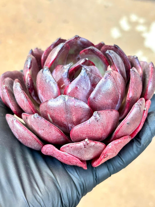 Echeveria Xuan Wu | Live Succulent Plant | Korean Succulent | Rare Imported Echeveria | Imported Plants