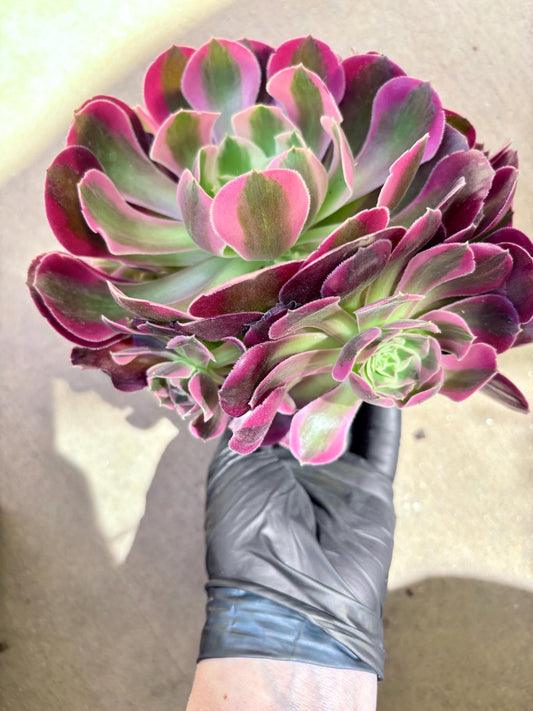 Aeonium Pink Girl Variegated | Live Succulent Plant | Korean Succulent | Rare Imported Aeonium | Imported Plants