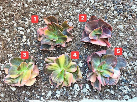 Echeveria Blue Carmen Variegated | Live Succulent Plant | Korean Succulent | Rare Imported Echeveria | Imported Plants