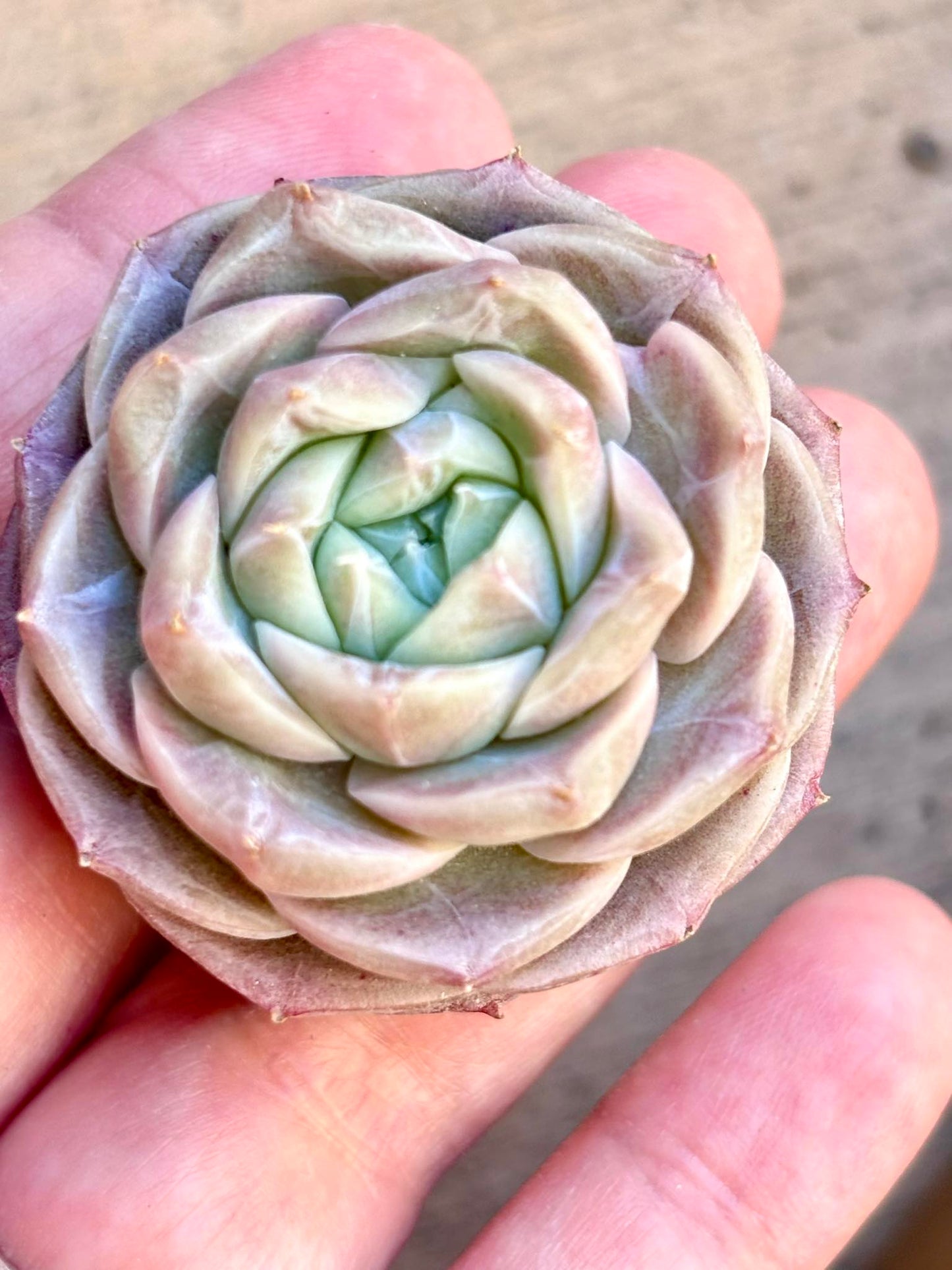 Echeveria Fan Velvet Live Succulent Plant | Korean Succulent | Rare Imported Echeveria | Imported Plants