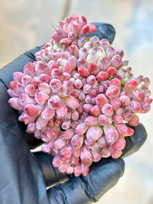 Echeveria Fireworks | Live Succulent Plant | Korean Succulent | Variegated Pachyveria | Imported Plants | Echeveria Clusters