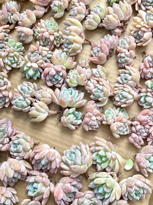 Echeveria Dream Snow | Live Succulent Plant | Korean Succulent | Variegated Echeveria | Imported Plants | Echeveria Clusters