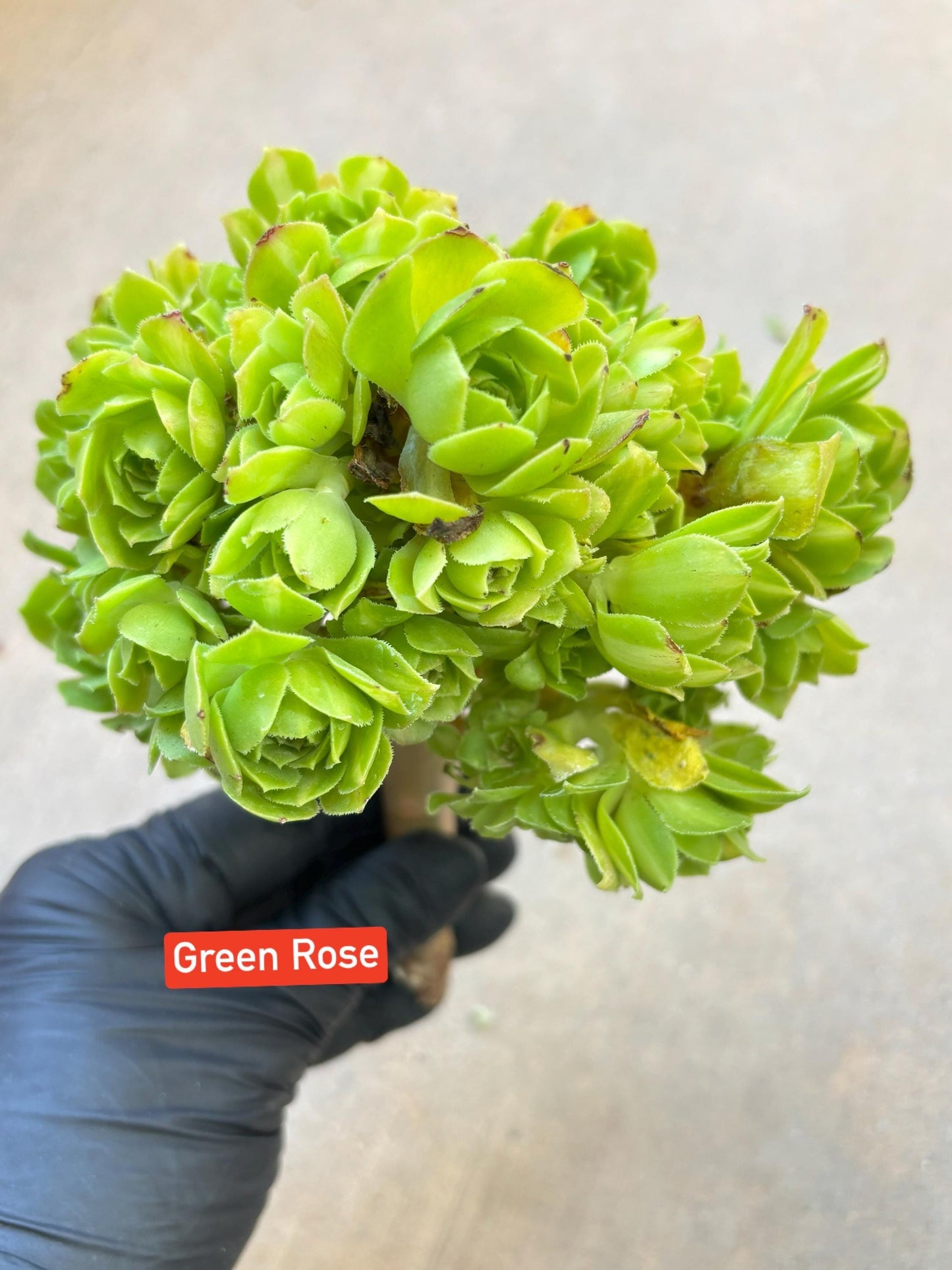 Aeonium Green Rose Variegated Lollipop | Live Succulent Plant | Korean Succulent | Rare Imported Aeonium | Imported Plants