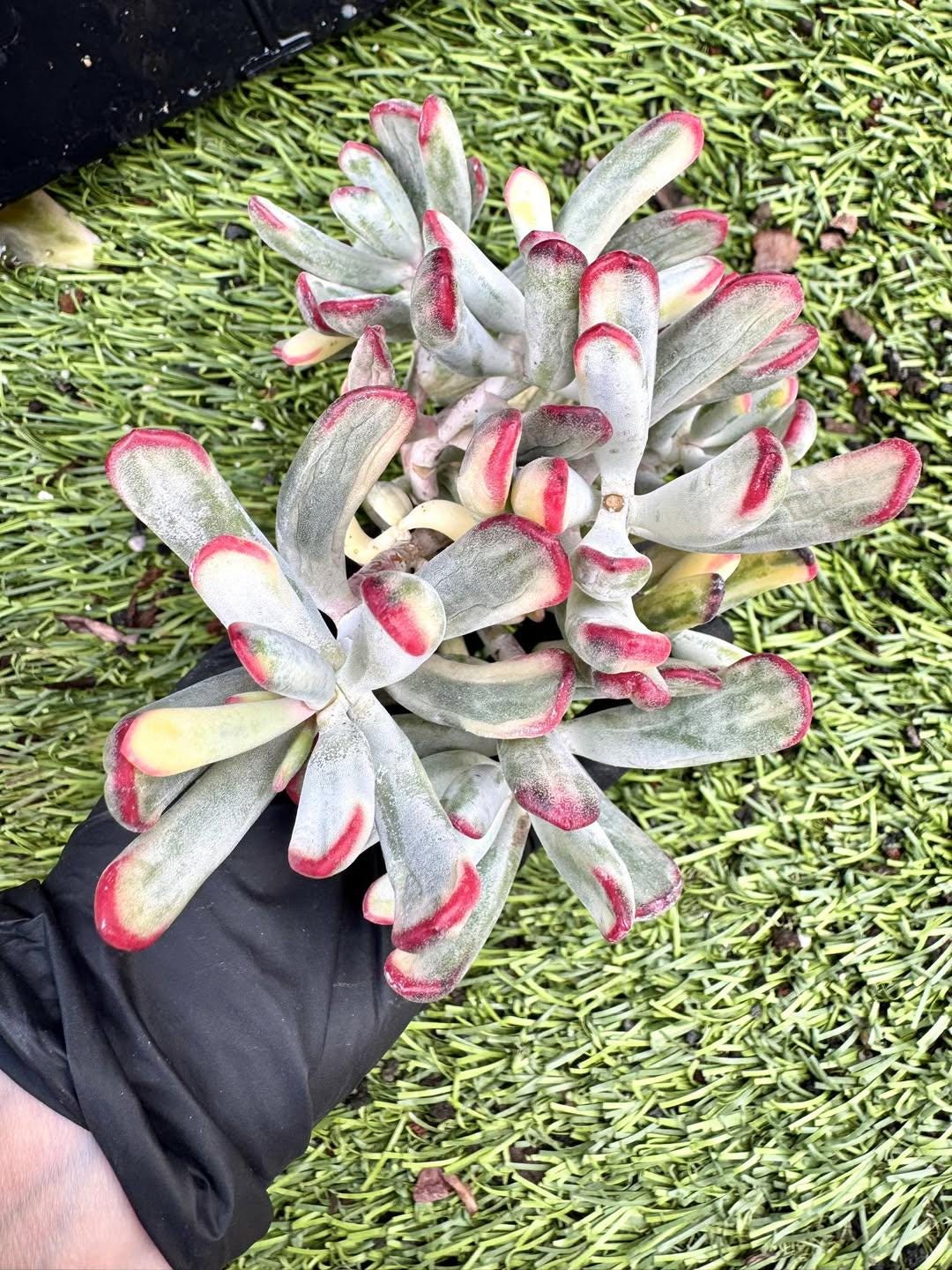 Cotylendon Variegated Long Leaf | Live Succulent Plant | Korean Succulent | Rare Imported Echeveria | Imported Plants