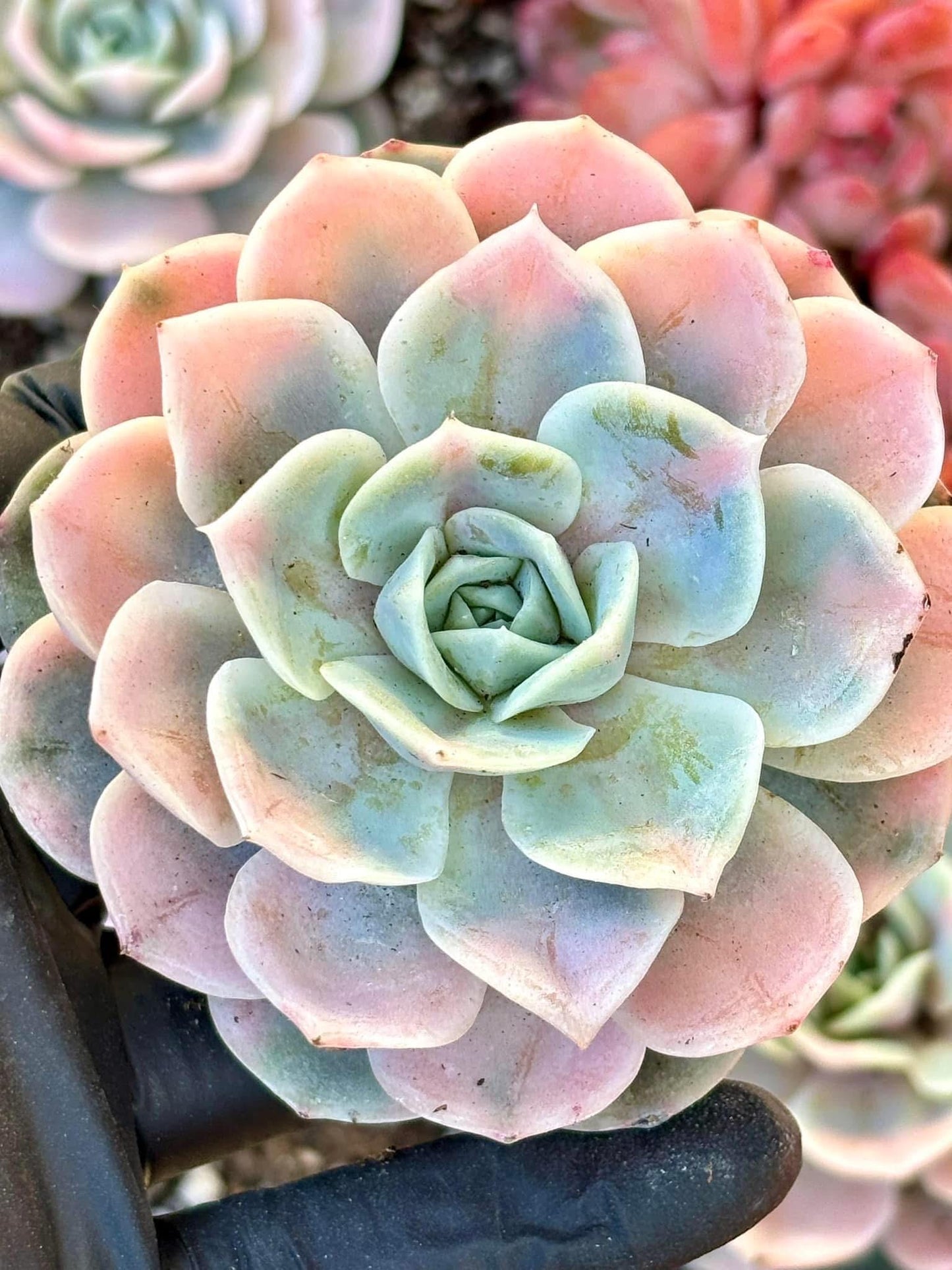Echeveria Blue Surprise Variegated | Live Succulent Plant | Korean Succulent | Variegated Echeveria | Imported Plants