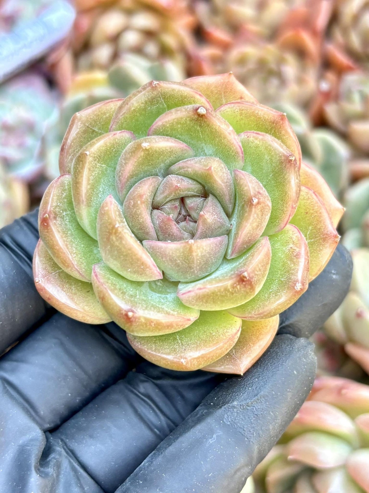 Echeveria Jewels | Live Succulent Plant | Echeveria Cluster | Rare Imported Echeveria | Imported Plants
