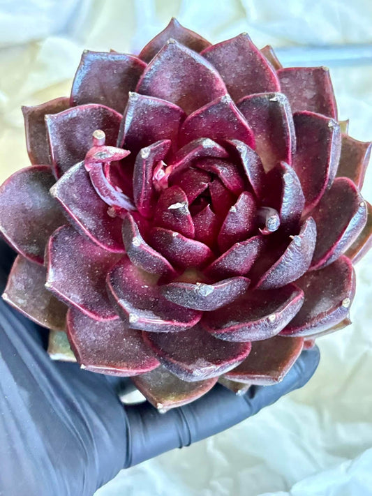 Echeveria Black Fox | Live Succulent Plant | Korean Succulent | Rare Imported Echeveria | Imported Plants