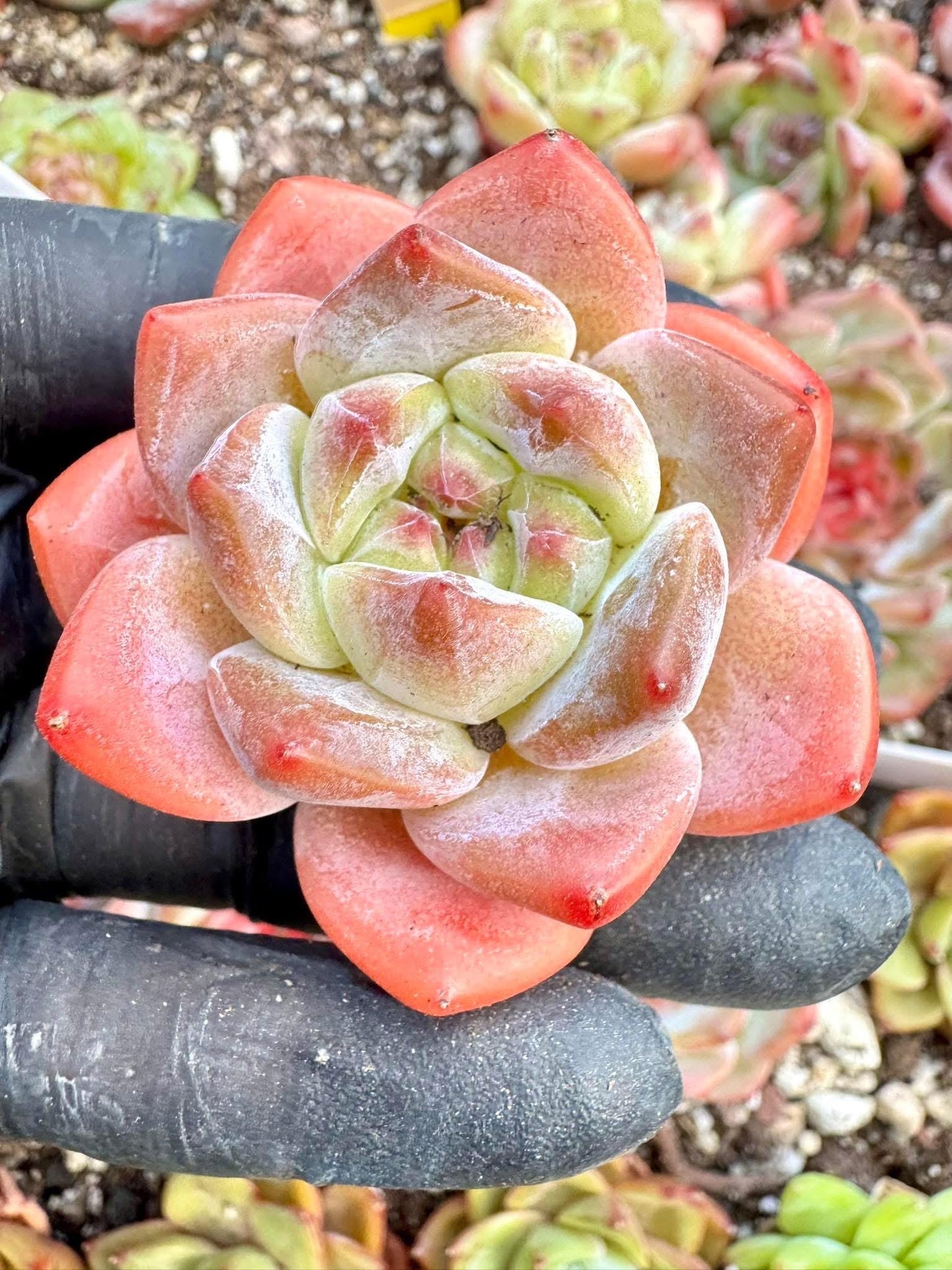 Echeveria Snow Tower | Live Succulent Plant | Korean Succulent | Rare Imported Echeveria | Imported Plants