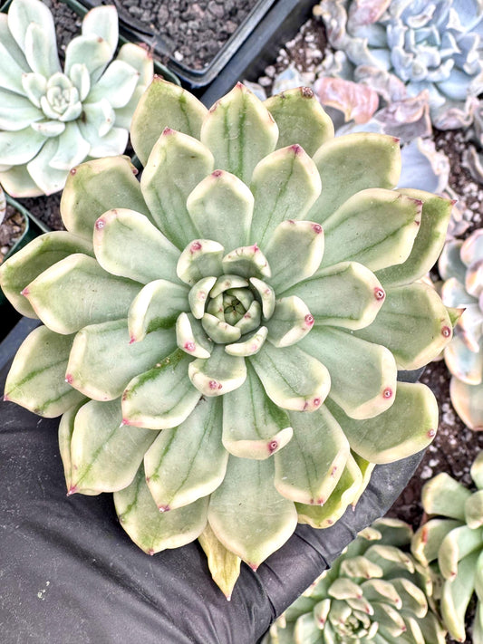 Variegated Echeveria Falling Goose | Rare Korean Succulent