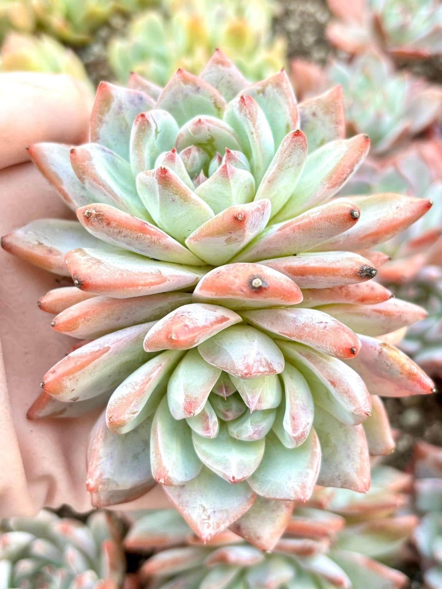 Echeveria Bluebird | 4” pot | Live Succulent Plant | Korean Succulent | Variegated Pachyveria | Imported Plants