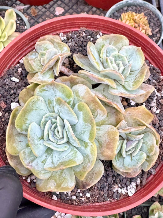 Echeveria Blue Mood | Live Succulent Plant | Korean Succulent | Rare Imported Echeveria | Imported Plants