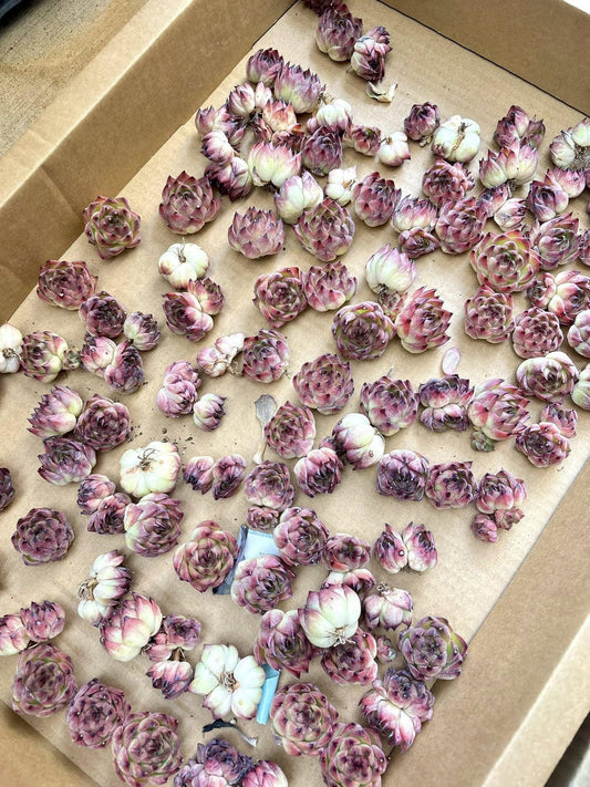 Echeveria Moonstone | Live Succulent Plant | Korean Succulent | Variegated Echeveria | Imported Plants | Echeveria Clusters