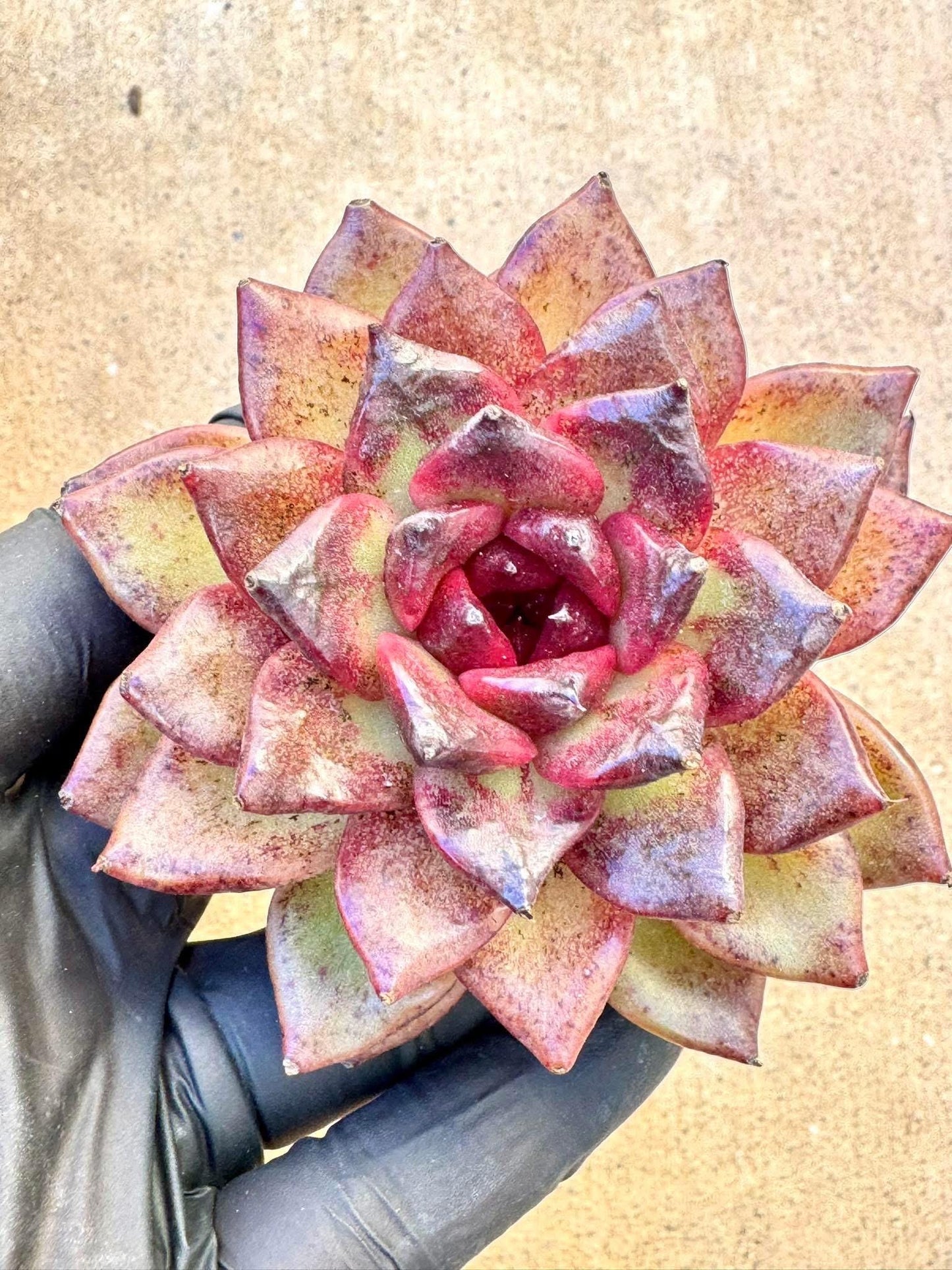 Echeveria Unicorn | Live Succulent Plant | Imported Succulent | Variegated Echeveria | Imported Echeveria