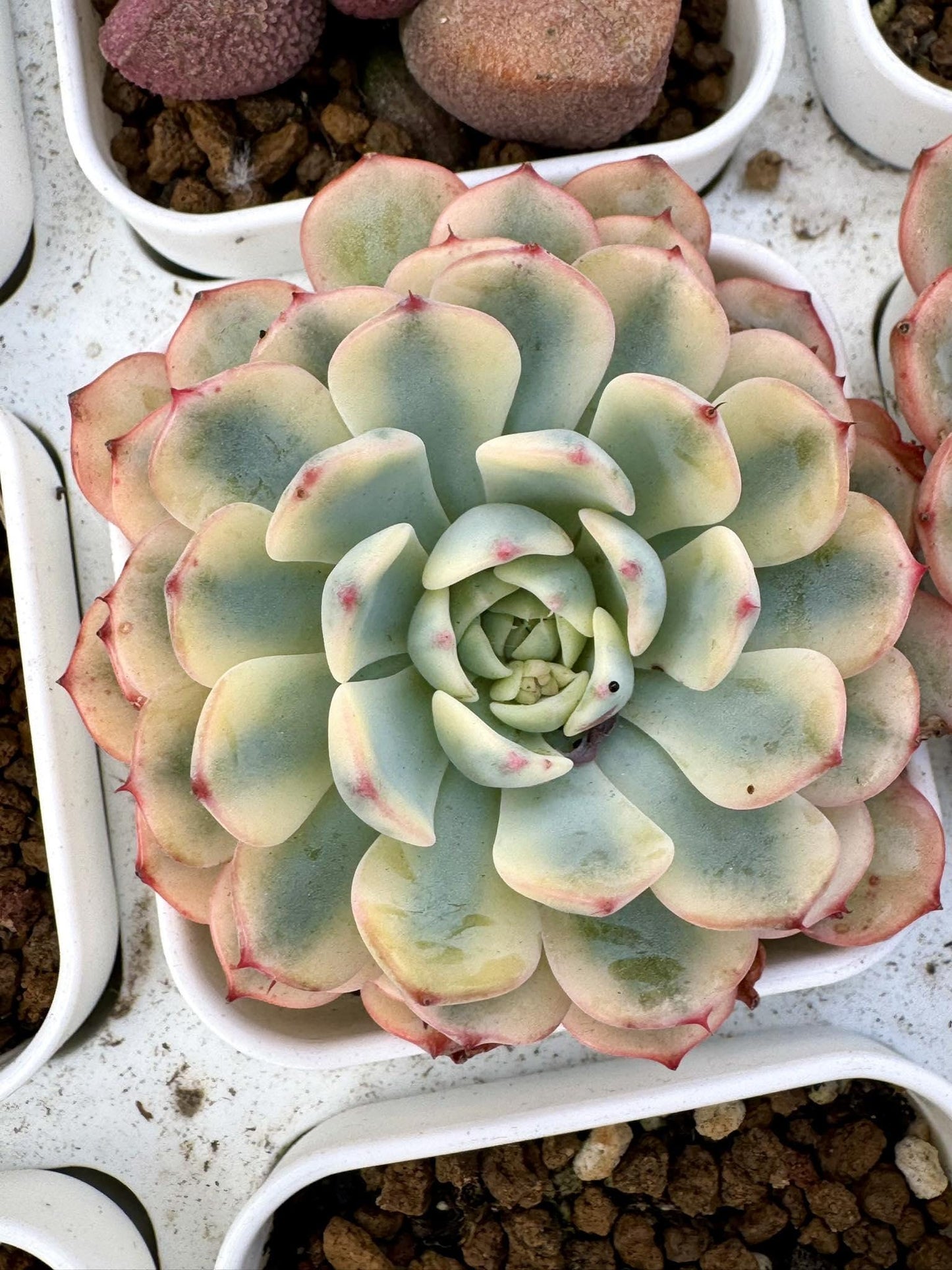 Echeveria Blue Minima Variegated | Live Succulent Plant | Korean Succulent