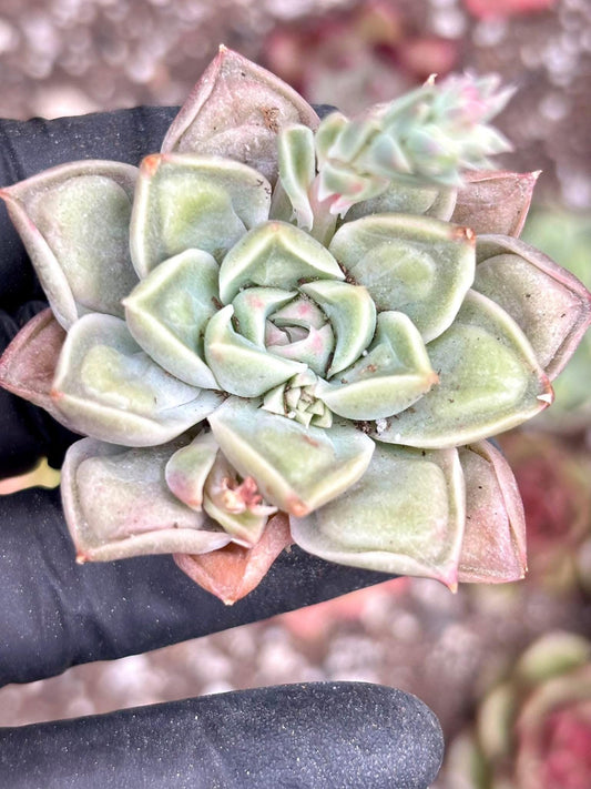 Echeveria Dongyun Tumor | Live Succulent Plant | Korean Succulent | Rare Imported Echeveria | Imported Plants