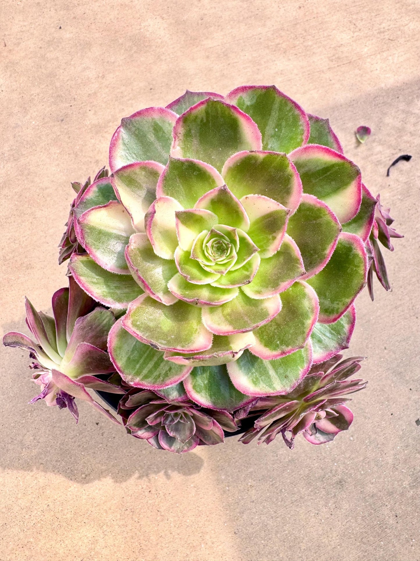 Aeonium Black Devil Variegated | Live Succulent Plant | Korean Succulent | Rare Imported Echeveria | Imported Plants