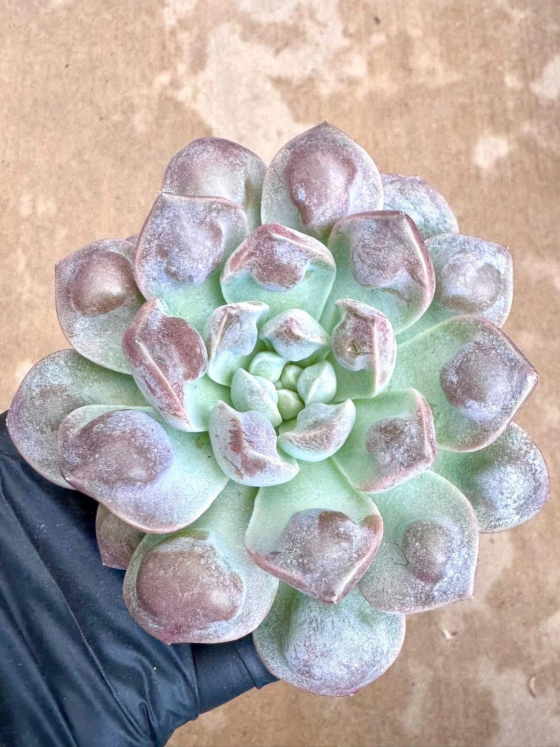 Echeveria Boddhisatva Wart | Rare Imported Succulent | Collector Succulent