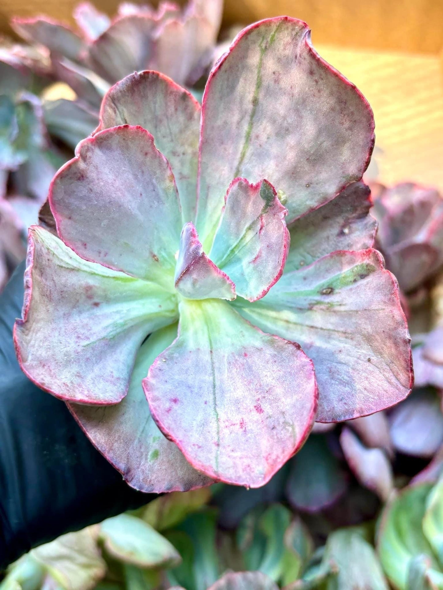 Echeveria Frill Variegated | Live Succulent Plant | Korean Succulent | Rare Imported Echeveria | Imported Plants