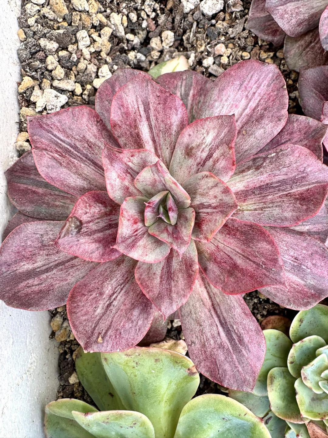 Echeveria Great River Dance Variegated | Rare Imported Succulent | Collector’s Succulent