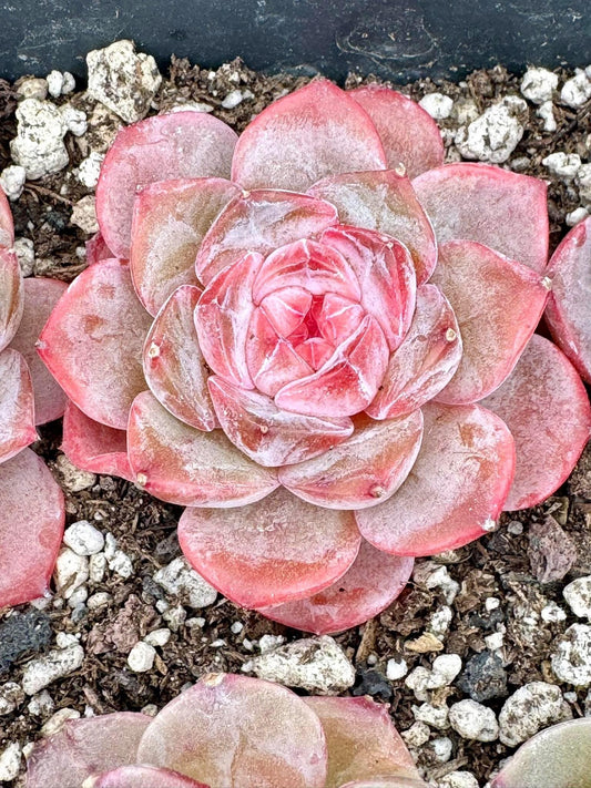 Echeveria Xiao Xiang | Live Succulent Plant | Korean Succulent | Variegated Echeveria | Imported Plants