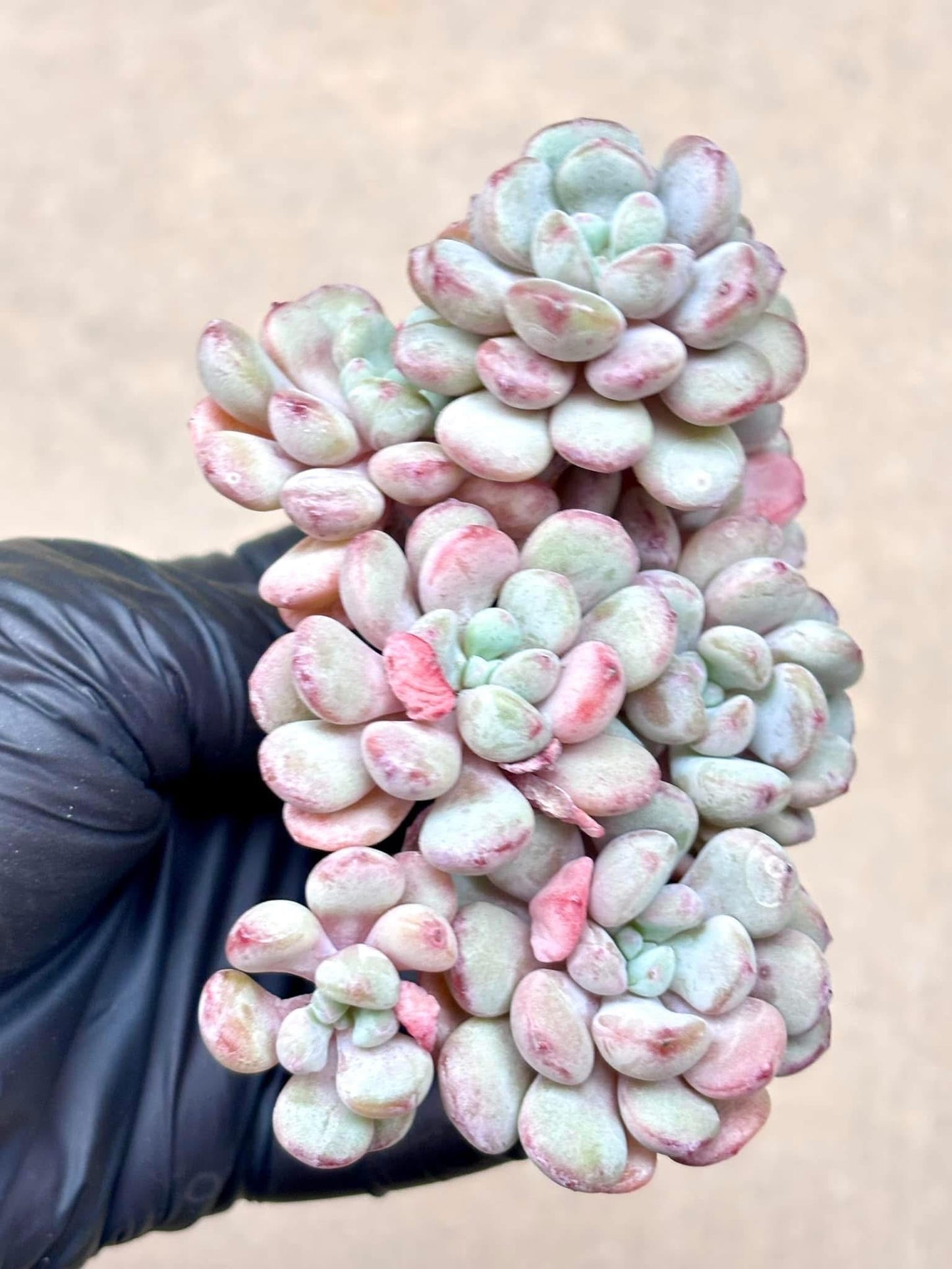 Echeveria Cute Bean | Live Succulent Plant | Korean Succulent | Rare Imported Echeveria | Imported Plants