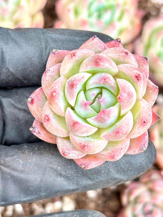 Echeveria Pink Quartz | Live Succulent Plant | Imported Plants | Imported Echeveria