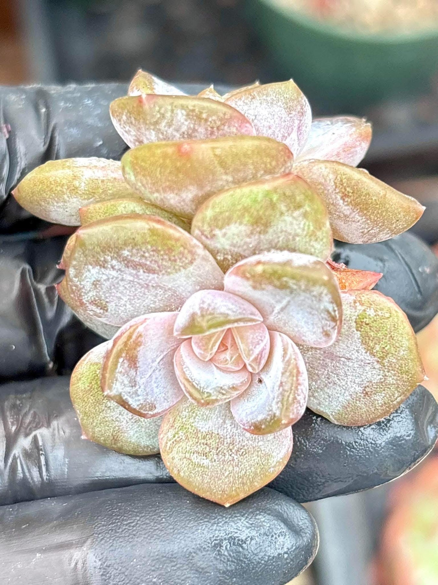 Echeveria Purple Mirror | Live Succulent Plant | Korean Succulent | Rare Imported Echeveria | Imported Plants