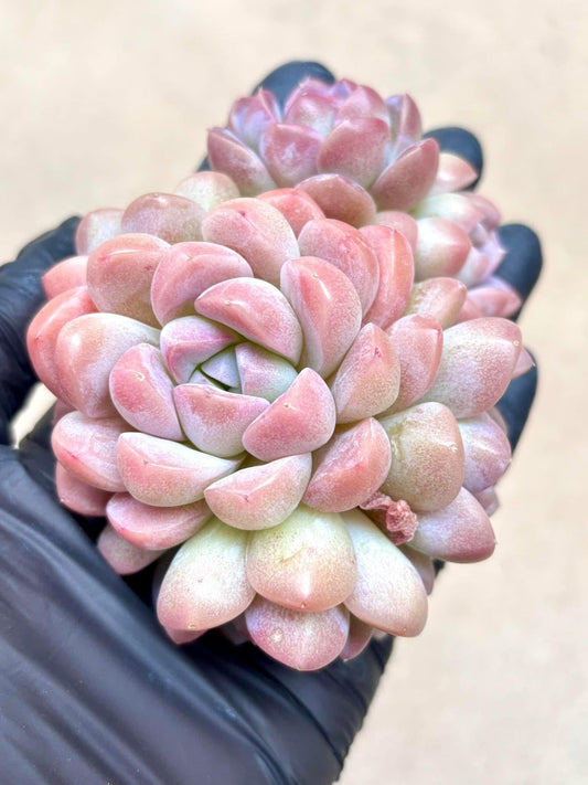Echeveria Duo Duo Ice Jade | Live Succulent Plant | Korean Succulent | Rare Imported Echeveria | Imported Plants