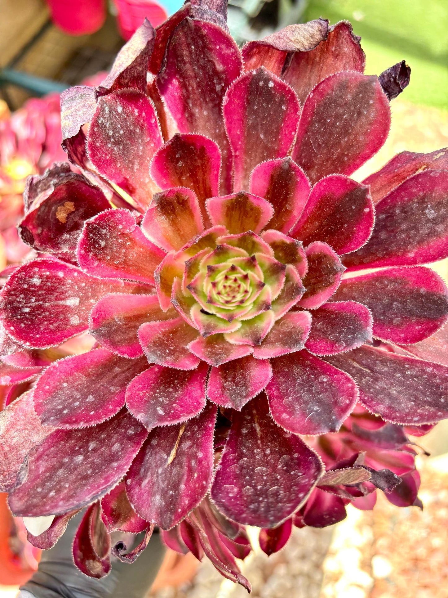 Aeonium White Moonlight Variegated | Live Succulent Plant | Korean Succulent | Rare Imported Aeonium | Imported Plants