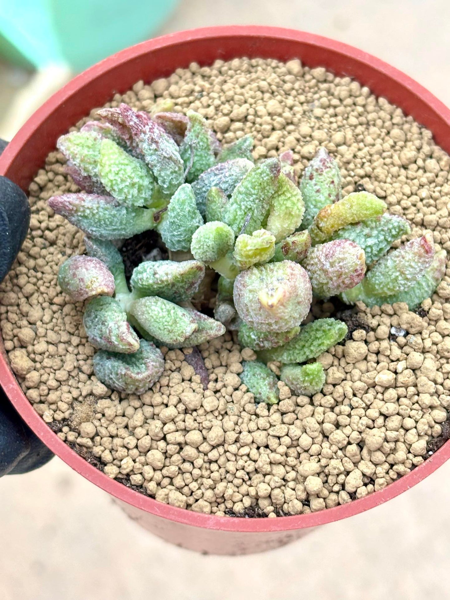 Echeveria 7 Colored Fairy | Live Succulent Plant | Korean Succulent | Rare Imported Echeveria | Imported Plants