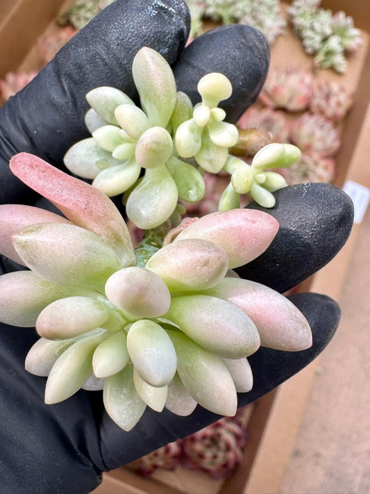 Echeveria Rococo Variegated | Live Succulent Plant | Korean Succulent