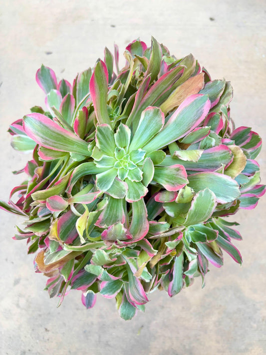 Aeonium White Ballet variegated | 11” width | Live Succulent Plant | Korean Succulent | Variegated aeonium | Imported Plants |