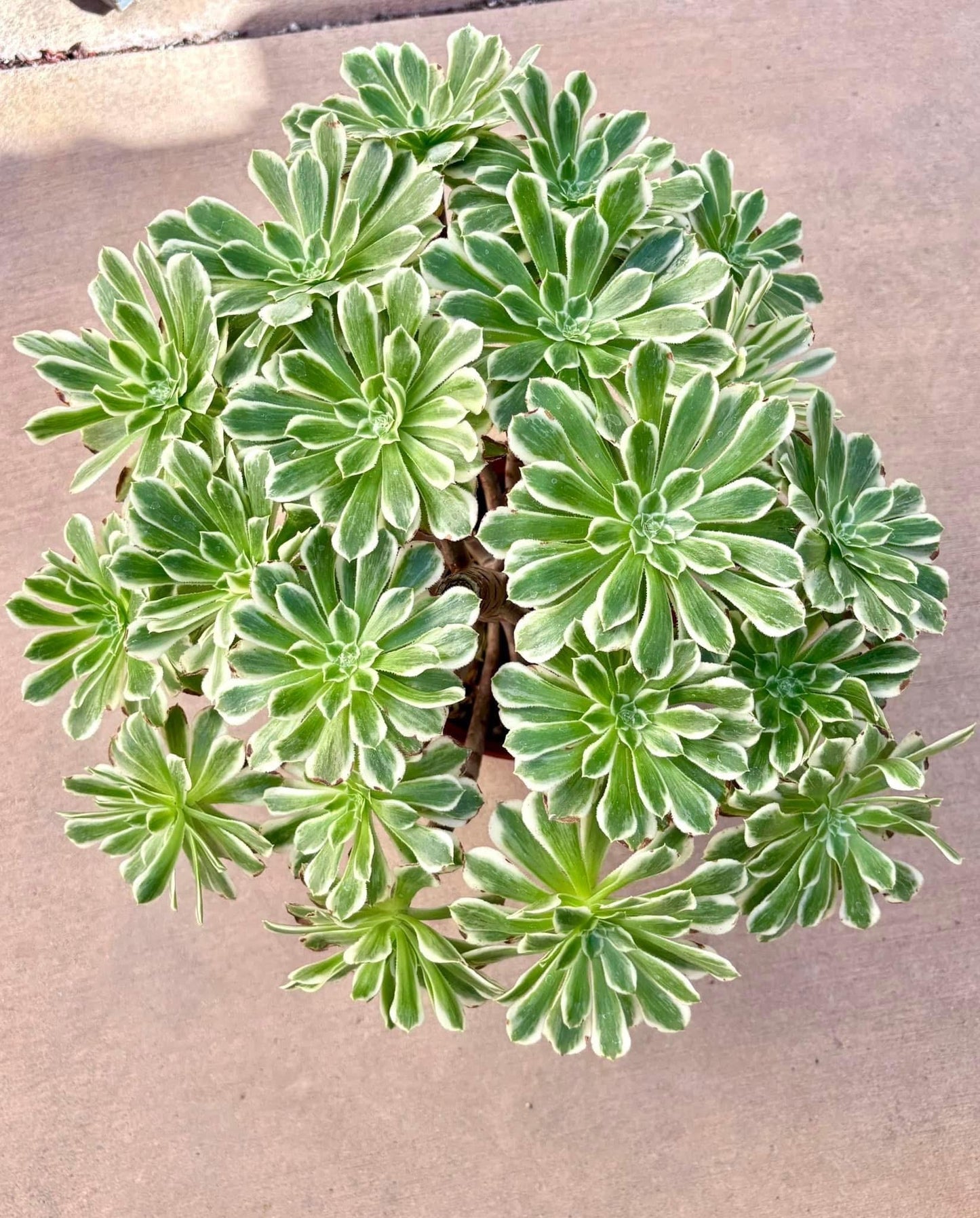 Aeonium Green Wave Variegated | Live Succulent Plant | Rare Imported Aeonium | Imported Plants